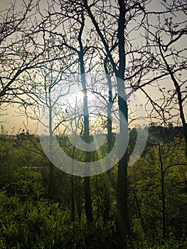 Sun appearing between the branches of the Madrid park with haze and Saharan dust in the sky at sunset, in Spain.