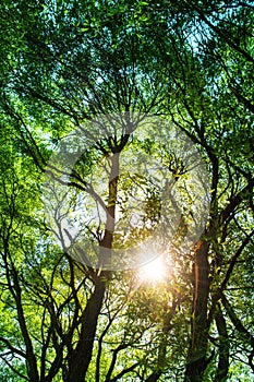 Sun ays shining through trees ,nature background / vertical photo