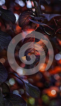 Sun backlight falling on some leaves in the park