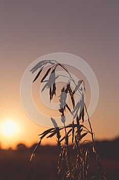 Sun in backlit