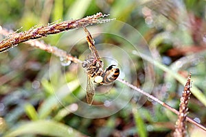 Sun bathing bee on shiny morning