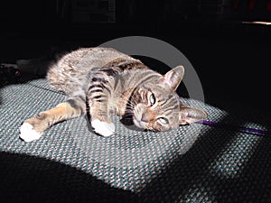 Sun bathing cat