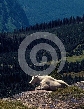 Sun-bathing mountain goat in the Lewis Range, Glacier National park, Montana photo