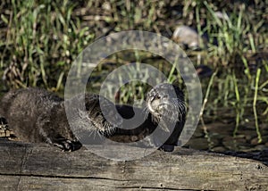 Sun Bathing Otters on Log