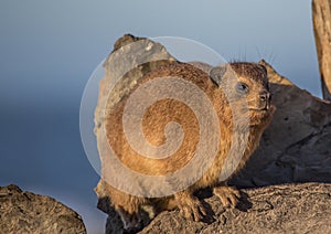 Sun bathing rock hyrax aka Procavia capensis at the Otter Trail at the Indian Ocean