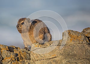 Sun bathing rock hyrax aka Procavia capensis at the Otter Trais at the Indian Ocean