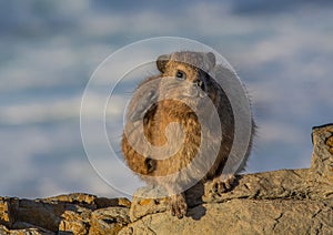 Sun bathing rock hyrax aka Procavia capensis at the Otter Trais at the Indian Ocean