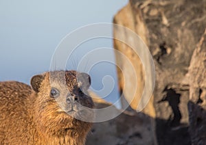 Sun bathing rock hyrax aka Procavia capensis at the Otter Trais at the Indian Ocean