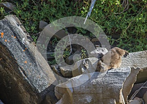 Sun bathing rock hyrax aka Procavia capensis at the Otter Trais at the Indian Ocean