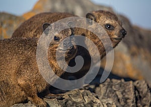 Sun bathing rock hyrax aka Procavia capensis at the Otter Trais at the Indian Ocean