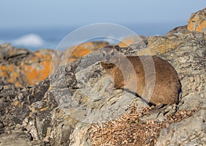 Sun bathing rock hyrax aka Procavia capensis at the Otter Trais at the Indian Ocean