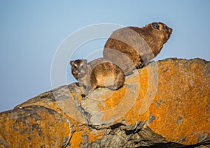 Sun bathing rock hyrax aka Procavia capensis at the Otter Trais at the Indian Ocean