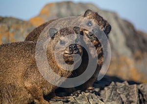 Sun bathing rock hyrax aka Procavia capensis at the Otter Trais at the Indian Ocean