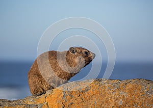 Sun bathing rock hyrax aka Procavia capensis at the Otter Trais at the Indian Ocean