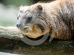 Sun bathing rock hyrax at the zoo