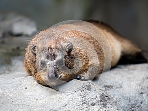 Sun bathing rock hyrax at the zoo