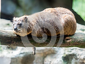 Sun bathing rock hyrax at the zoo