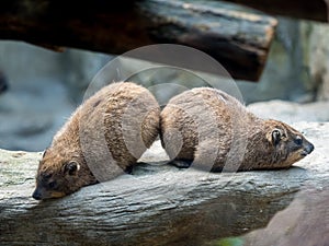 Sun bathing rock hyrax at the zoo