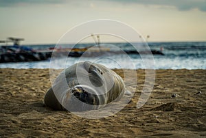 Sun Bathing Seal