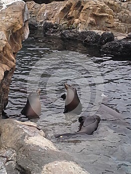 Sun bathing seals