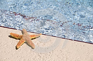 Sun bathing star fish