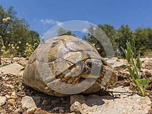 Sun bathing Tortoise from ground level