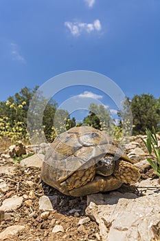 Sun bathing Tortoise from ground level