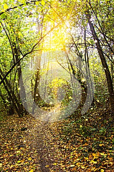 Sun beam on a forest path in autumn photo