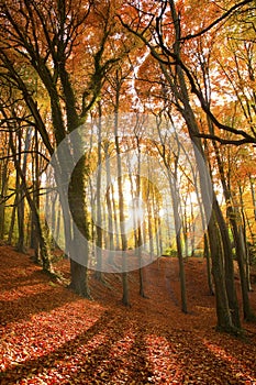 El sol brillante a través de otono Bosque 