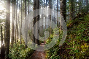 Sun Beams along Hiking Trail in Washington State Park