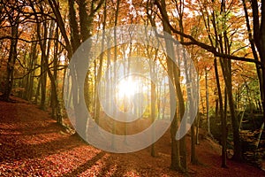 Slnko nosníky cez jeseň les 