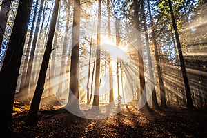 Sun beams in autumn morning forest