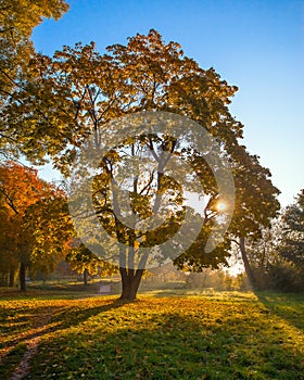 Sun beams in the autumn park