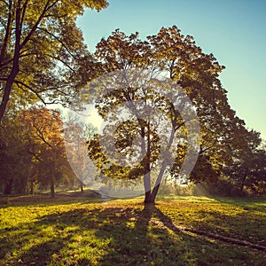 Sun beams in the autumn park