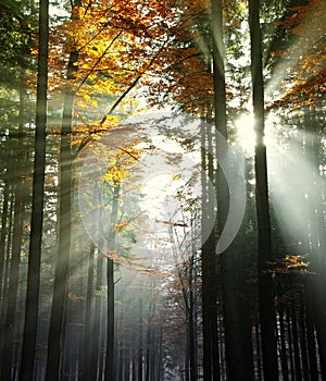 Sun beams in an autumn wood