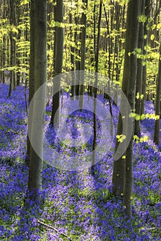 Sun beams through beech trees over vibrant bluebells landscape a