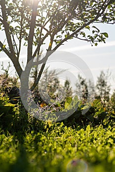 Sun beams through the branches of a tree and green grass in the countryside