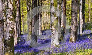 Sun beams through a clump of beech trees in Dorset illuminating a carpet of bluebells