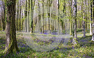 Sun beams through a clump of beech trees in Dorset illuminating a carpet of bluebells