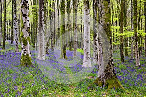 Sun beams through a clump of beech trees in Dorset illuminating a carpet of bluebells