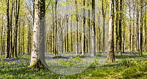 Sun beams through a clump of beech trees in Dorset illuminating a carpet of bluebells