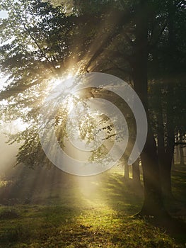 Sun beams in the forest