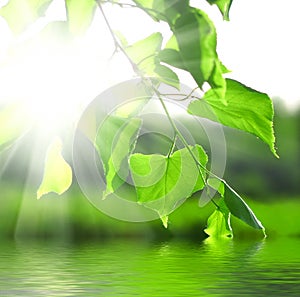 Sun beams and green leaves