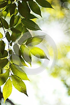 Sun beams and green leaves