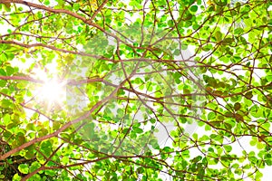 Sun beams and green leaves