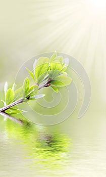 Sun beams and green leaves