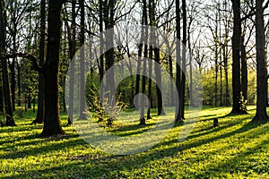 Sun beams through leafs and long shadows from wood logs in forest.