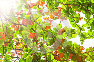 Sun beams and leaves