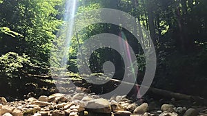 sun beams with light spots in counter light through lush green forest