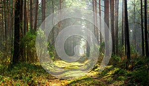 Sun beams over a path in the forest